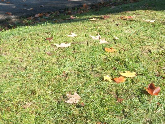 trawa po deontażu drogi tymczasowej